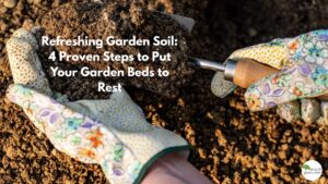 Whether you’re gardening in raised beds or in-ground plots, this refreshing garden soil approach will help you build richer soil, fewer weeds, and stronger plants next season.
