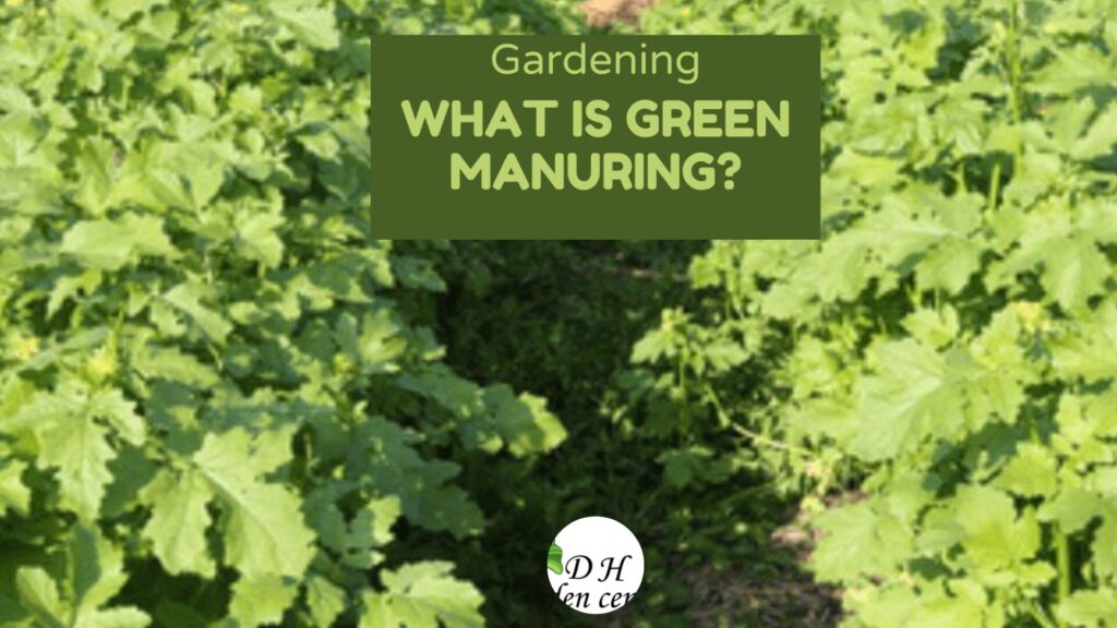 Cover crops—also called green manures—are plants grown not for harvesting but for improving soil health.