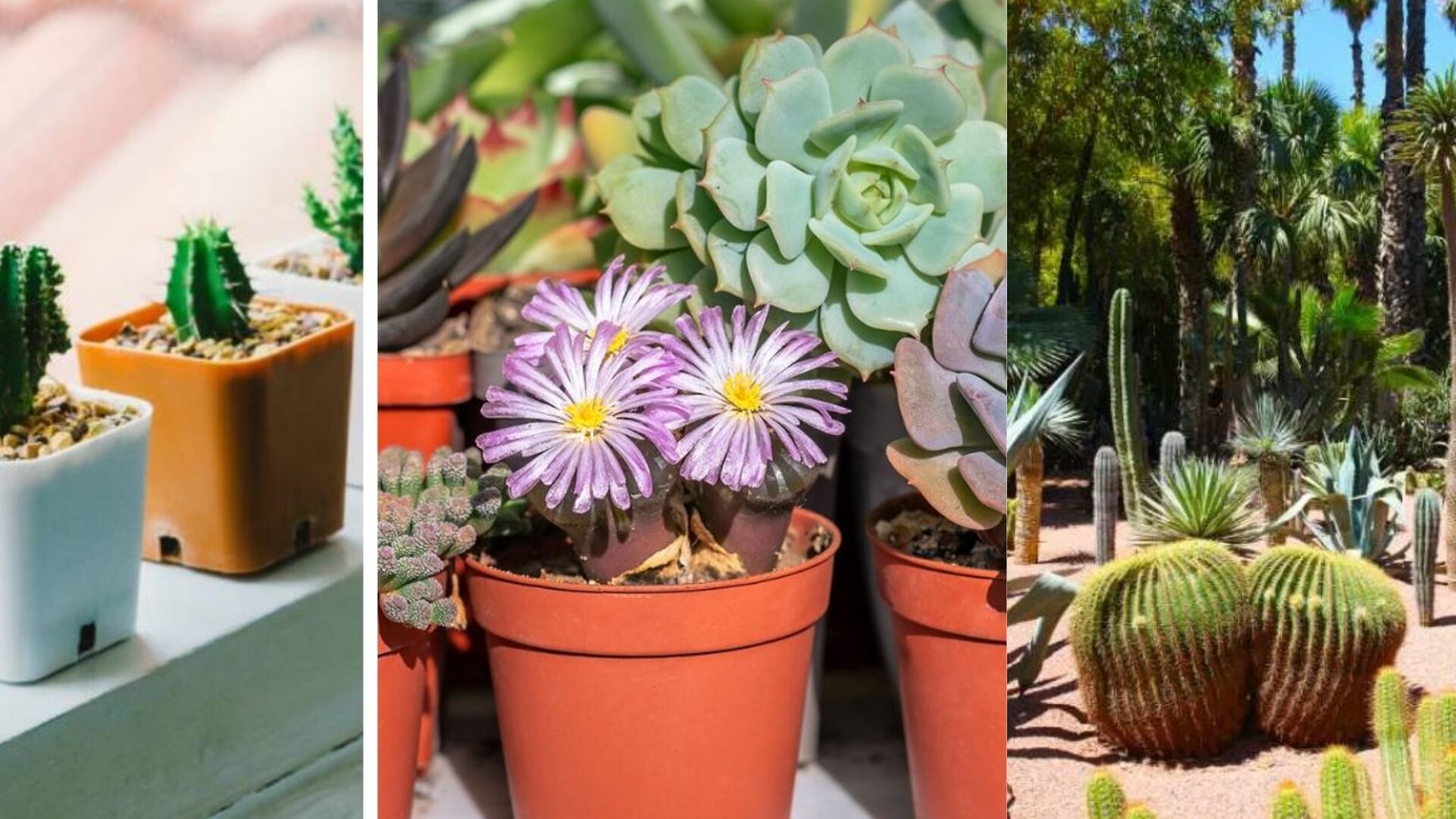 Most garden centers Vancouver BC will confirm that overwatering is the #1 killer of succulents.