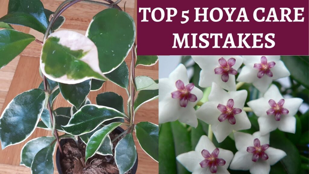 top 5 hoya care mistakes