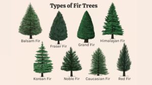 In Vancouver, most plant nurseries Vancouver and garden centres in Vancouver carry Douglas Fir, Fraser Fir, Noble Fir, and Grand Fir.