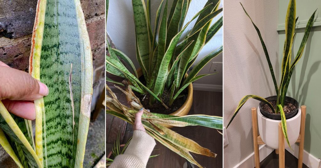 10 most common snake plant problems dh gardencentre