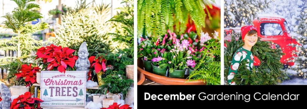 Discover easy December garden wins you can do today in Canada.