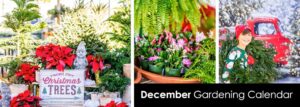 Discover easy December garden wins you can do today in Canada.