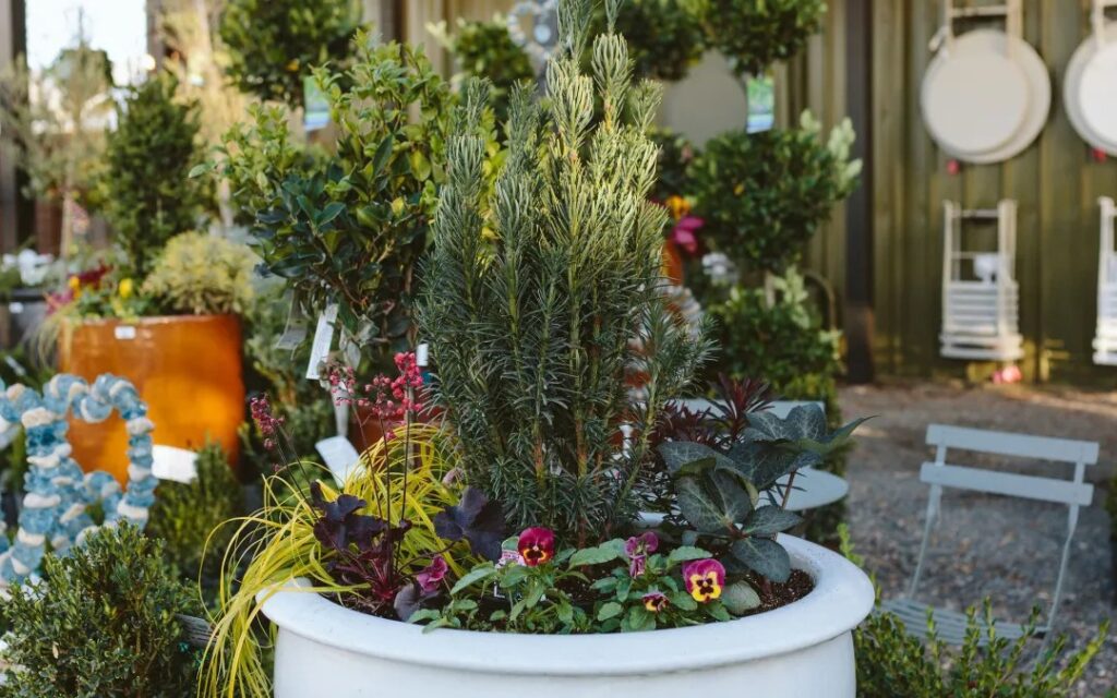6 Stunning Winter Container Ideas to Transform Your Home All Season Long
