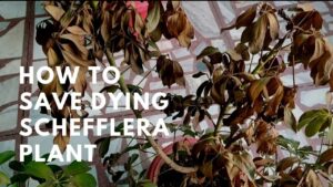 How to Bring a Dying Schefflera Back to Life