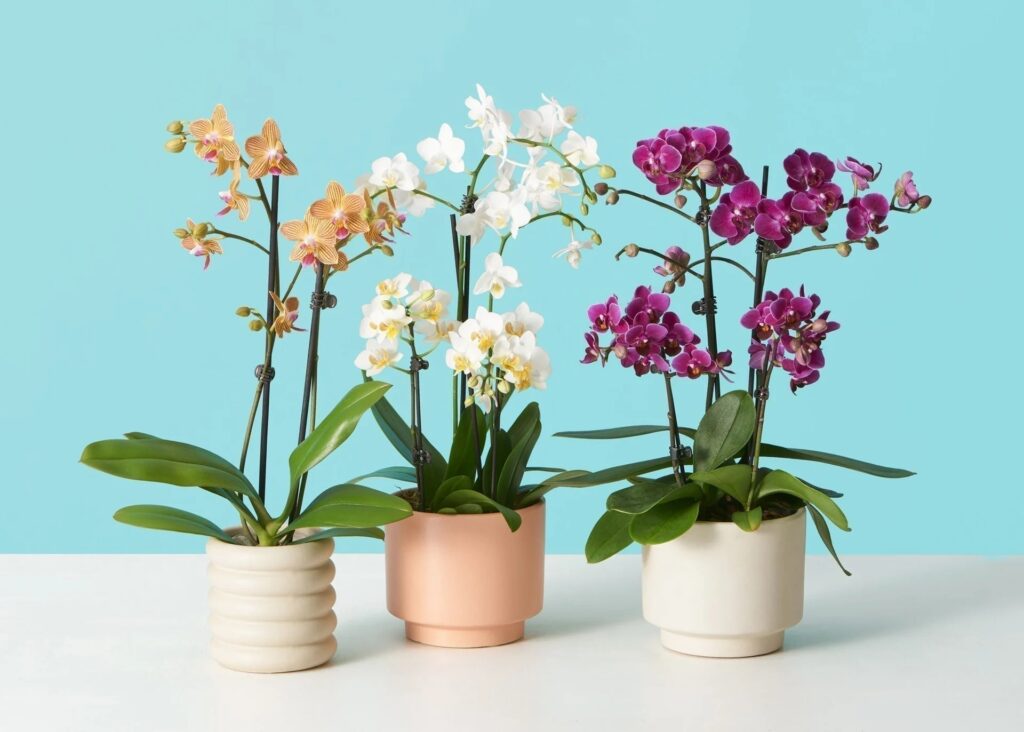 Best Orchids for Beginners How to Choose, Care for, and Rebloom Orchids Successfully