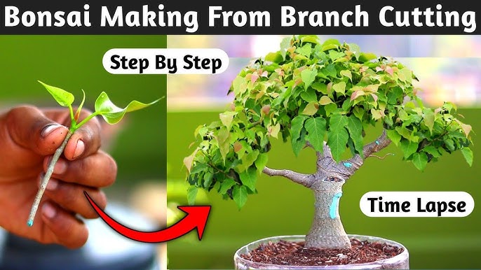Building the Bonsai Using Large Branches Instead of Small Shoots
