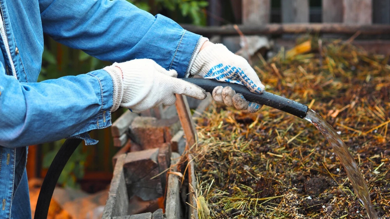 Checking that the pile is moist but not soggy (like a wrung-out sponge)