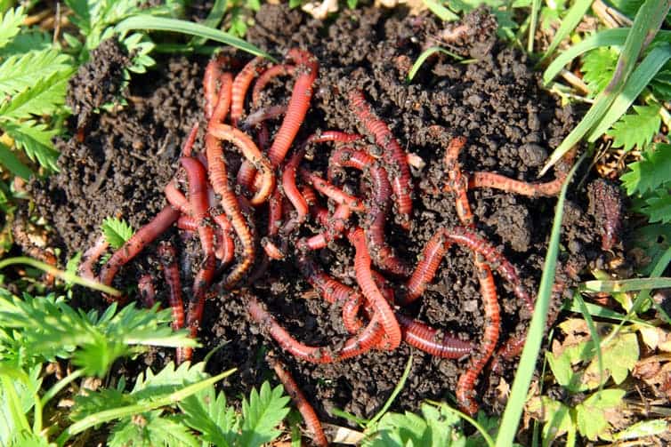 Add and Prepare Bedding (The Worms’ Home + Food Source)