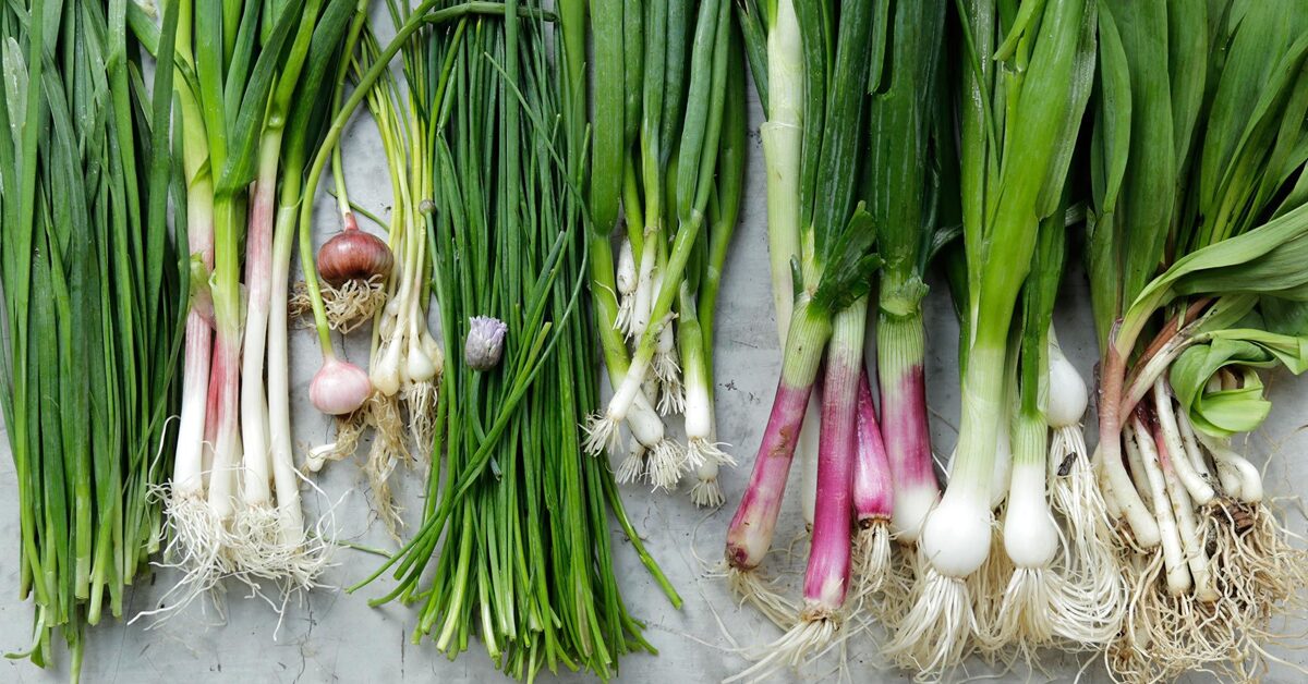 Choosing the Right Green Onion Variety