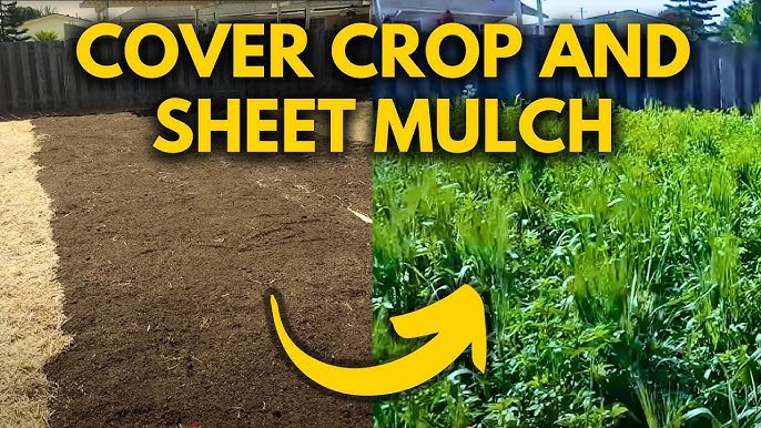 Cover crops (rye, clover, vetch, peas, etc.) are grown specifically to protect and feed the soil. Once they reach the right stage, they’re terminated and left on the surface as mulch.