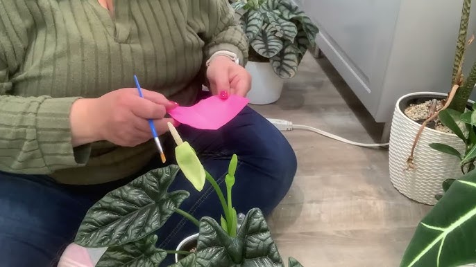 For years, cutting off alocasia flowers was common advice. The logic was simple: flowers drain energy from foliage. However, recent observations suggest the issue is more nuanced.