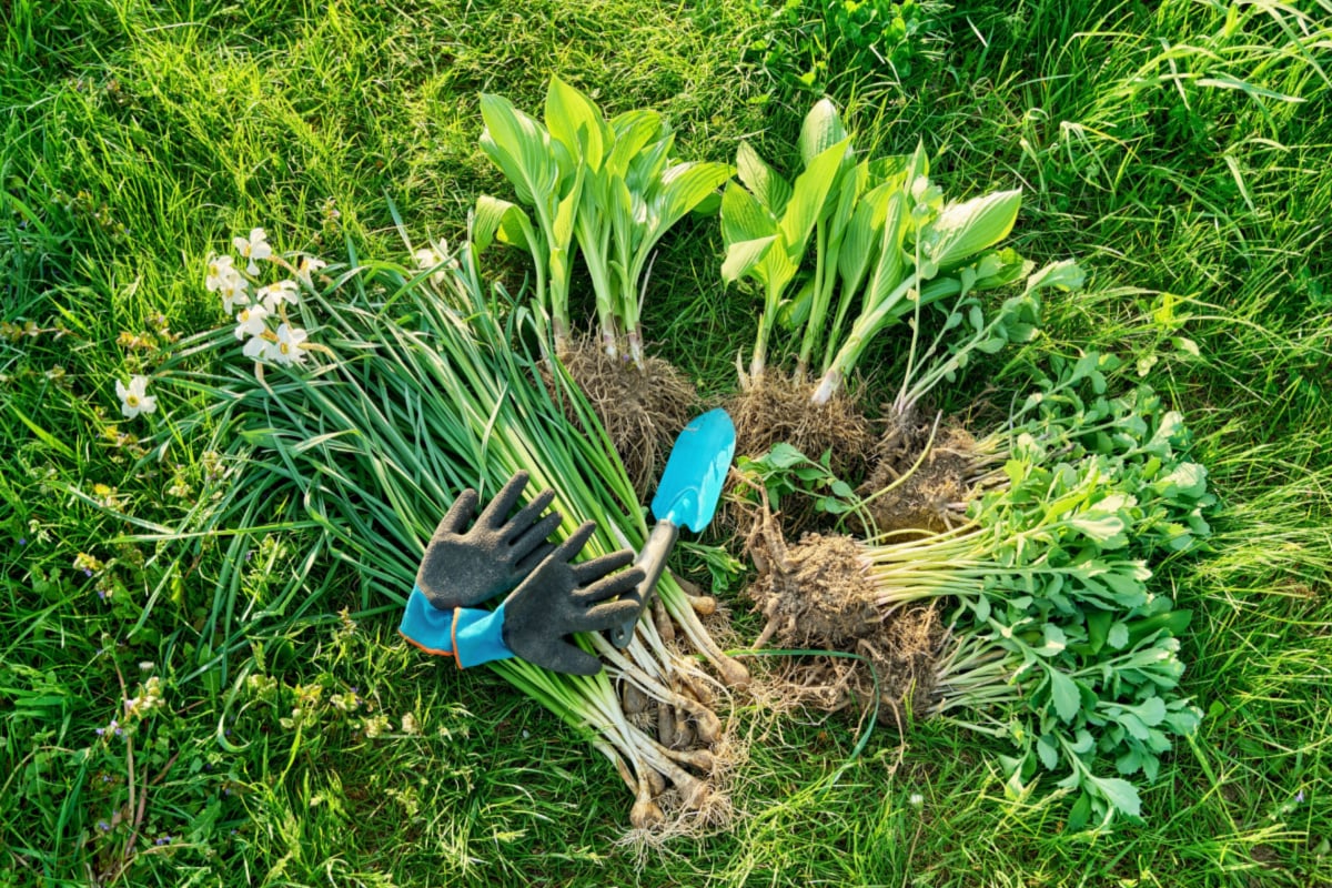 If you only learn one way to propagate plants, make it division of perennials. It is quick, physical work and often gives instant garden-ready plants.