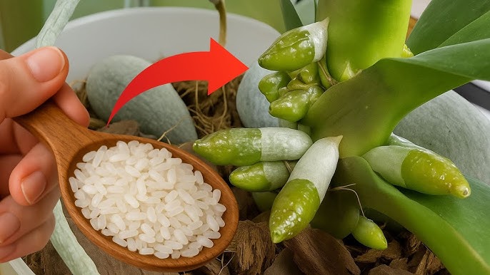 Feeding Young Orchids With Rice Water