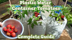 Frequent monitoring prevents nutrient imbalance and root stress.