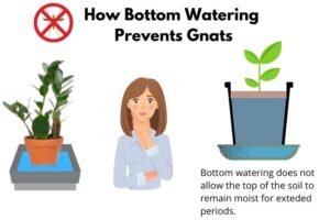 Fungus Gnats and the Bottom Watering Myth