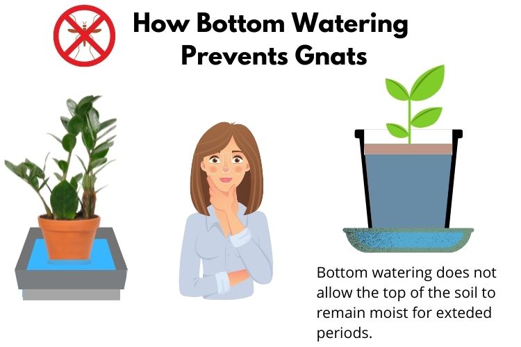 Fungus Gnats and the Bottom Watering Myth