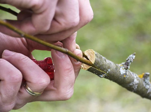 rafting fruit trees is a more advanced form of vegetative propagation, but it unlocks possibilities no seed can offer.
