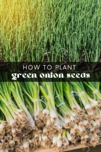 Grow Green Onions From Seeds