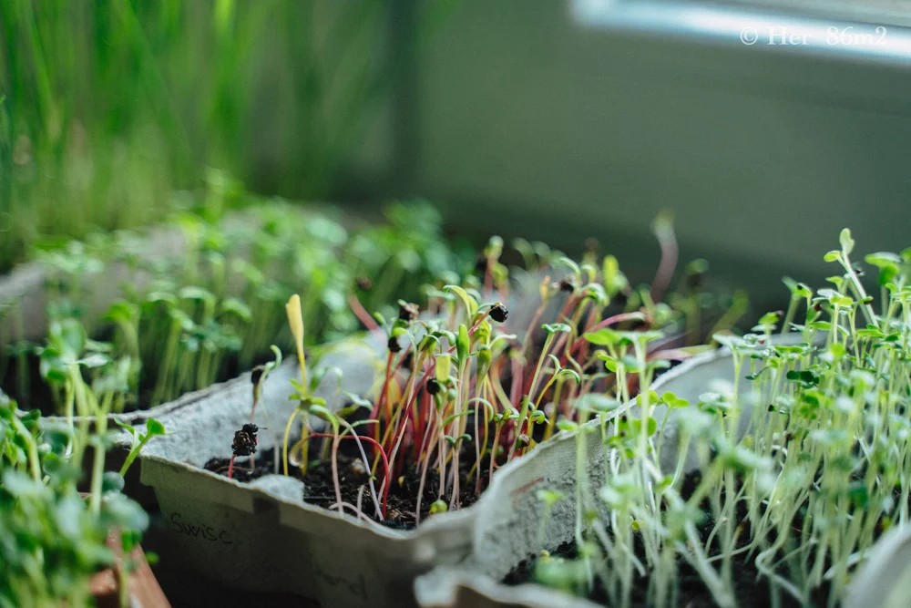 Even during the most bitter Canadian winter weeks, you can grow food indoors fast. Mung beans, alfalfa, lentils, and other sprouting seeds offer nutrient-rich greens in just 5–7 days.