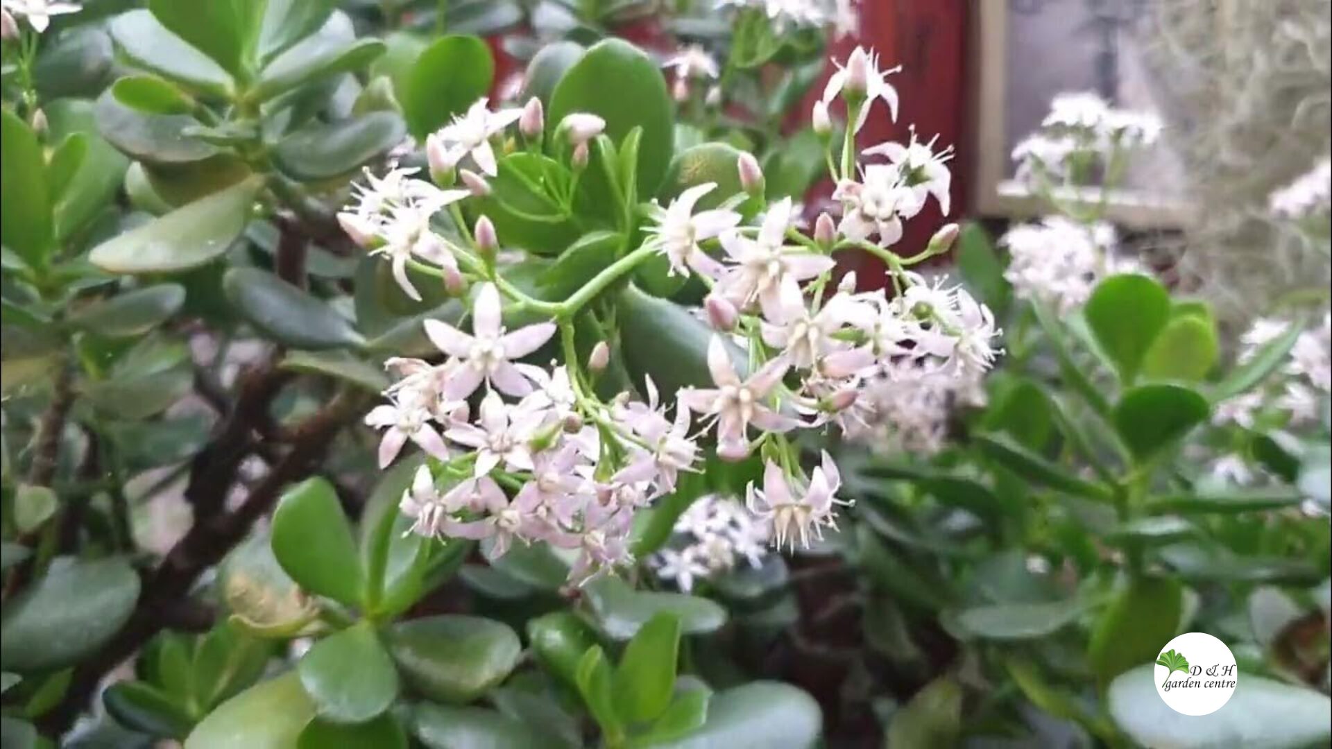 Flowering is not about more fertilizer or constant care. It is about rest, timing, and restraint.