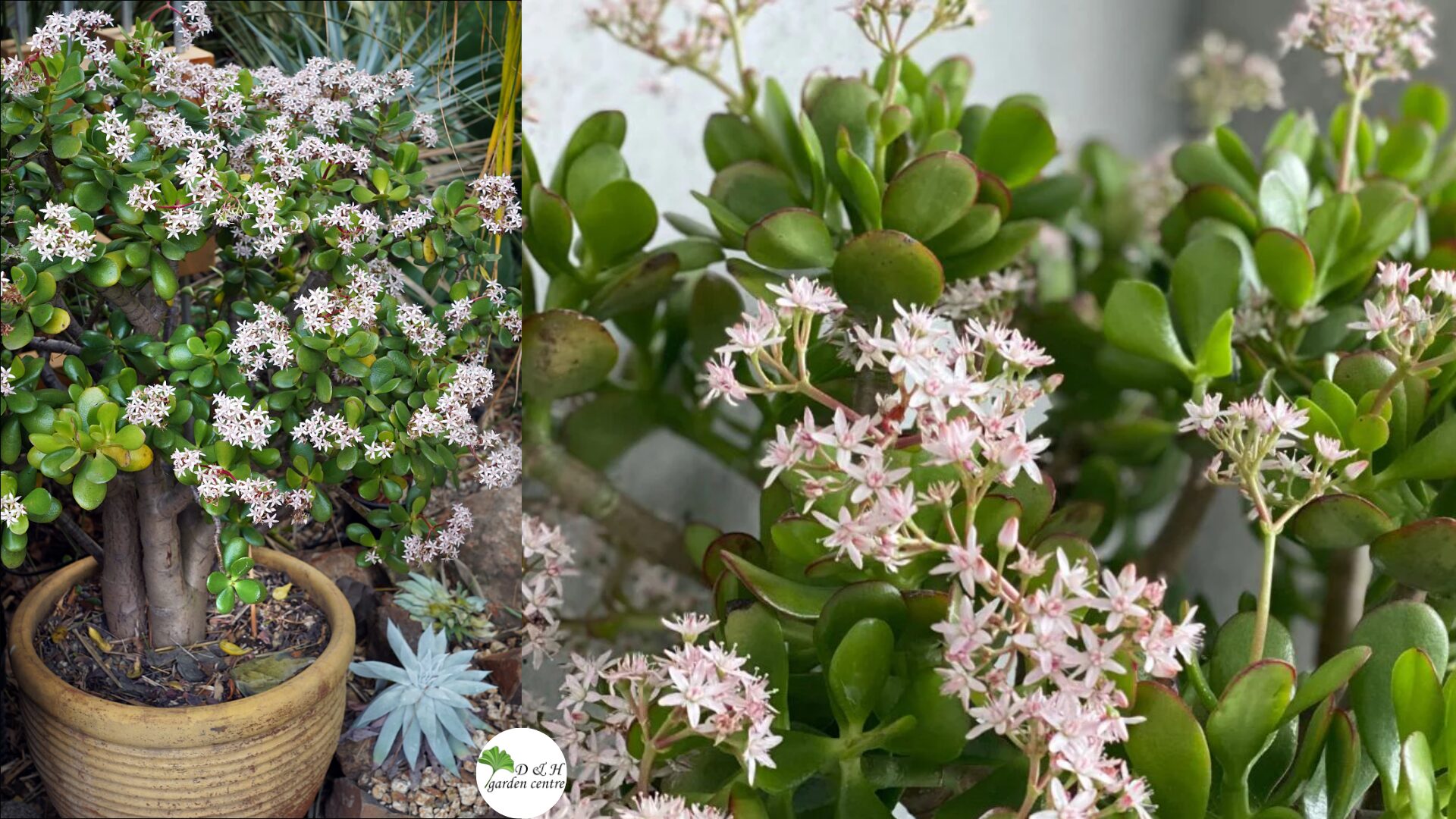 One of the most overlooked aspects of how to get a jade plant to flower is age.
