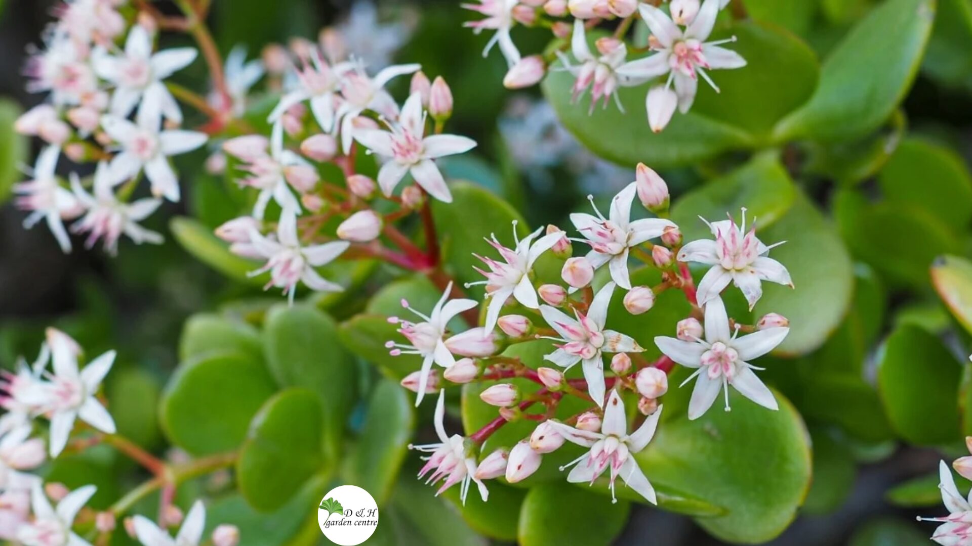 Jade plants do not have a clearly defined dormancy period, but they do slow down significantly in late fall and winter.
