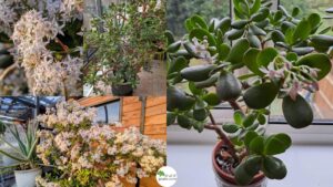 With its glossy green leaves edged in soft red, Crassula ovata, commonly known as the jade plant, is one of the most versatile and resilient houseplants you can grow.