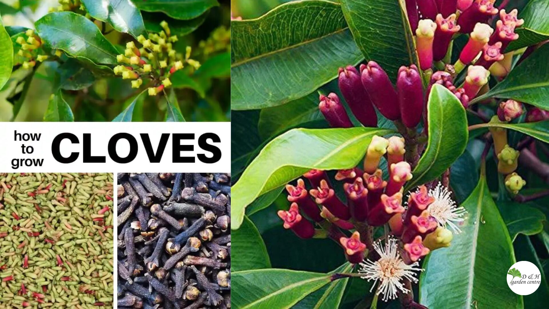 Learn how to grow clove tree from seed with this complete 8-step guide.