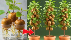 How to Grow a Hardy Kiwi Vine at Home