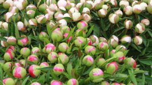 :How to Grow and Store Peonies in Canada