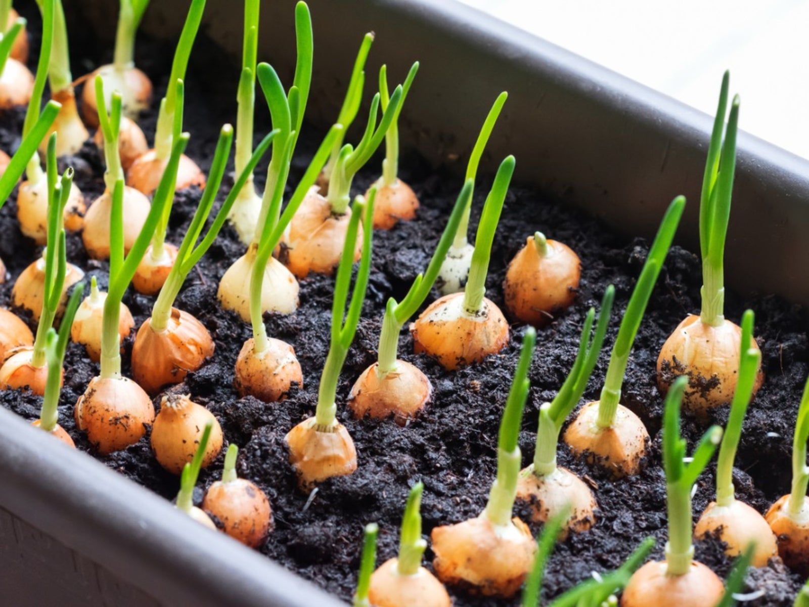 How to Plant Green Onion Seeds