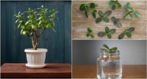 How to Propagate a Jade Plant from a Single Leaf