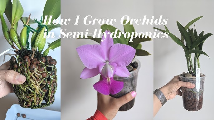 How to Set Up Semi-Hydroponic Orchids Step by Step
