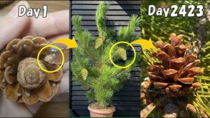How to grow pine trees from a pine cone