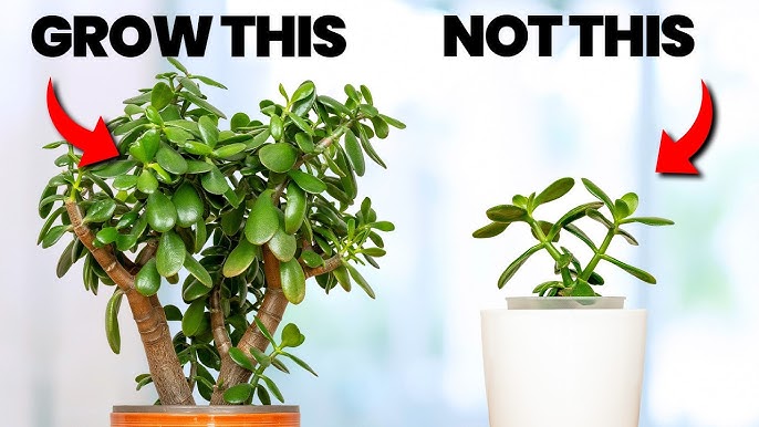 One of the best parts of jade plant care is how generous it is. You can propagate from stems and even leaves.