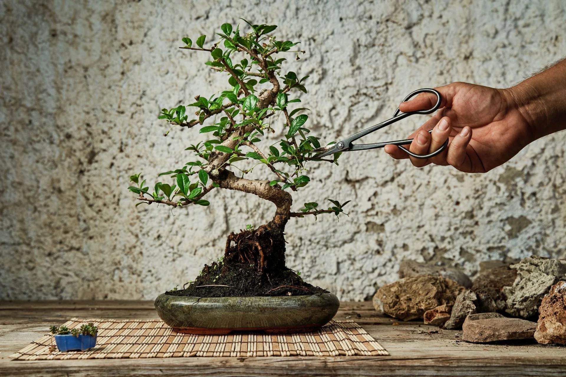 Beginners try to keep them all because the tree “feels fuller.” But in bonsai design, scale matters more than fullness.