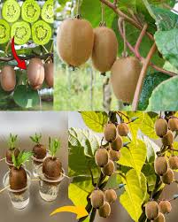Kiwifruit vines cannot support themselves. Without a trellis, they sprawl, tangle, and reduce fruit quality.