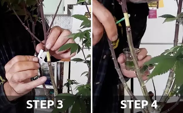 If you like results with minimal fuss, layering plants may become your favourite technique