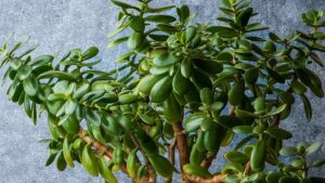 Jade Plant Care in Vancouver: How to Grow a Thick Trunk, Bushy Crassula Indoors