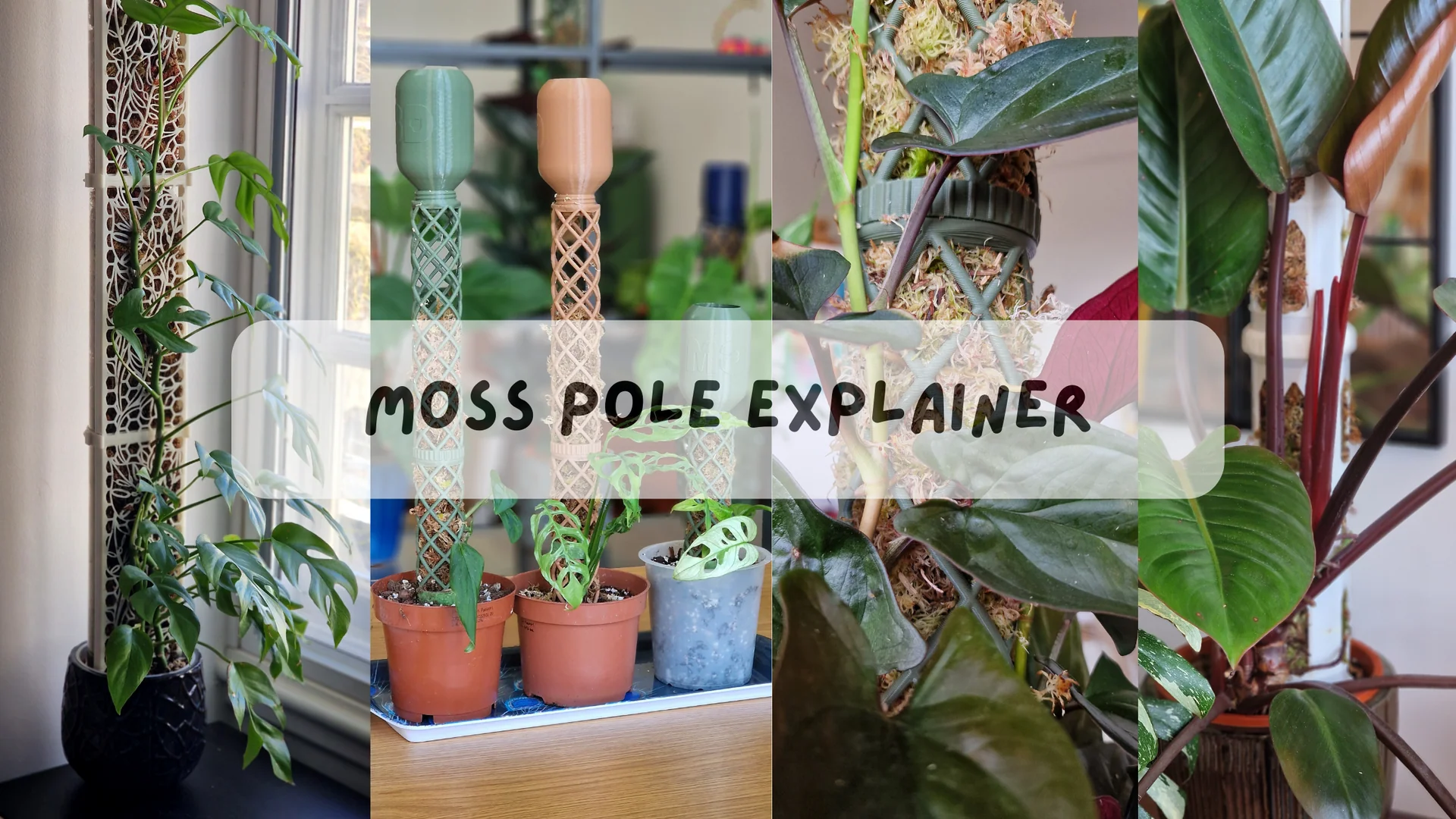 A moss pole can transform plant growth, but it demands commitment.