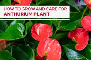 Natural Anthurium Care at Home A Practical Guide for Healthy Leaves and Long-Lasting Blooms