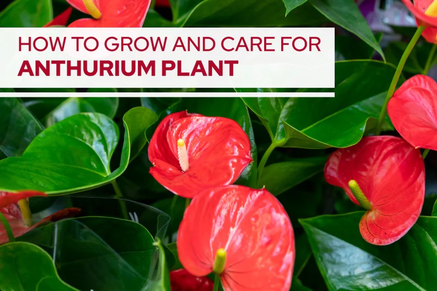 Natural Anthurium Care at Home A Practical Guide for Healthy Leaves and Long-Lasting Blooms