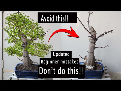 : Overwatering and Underwatering: The Most Confusing Bonsai Beginner Mistake