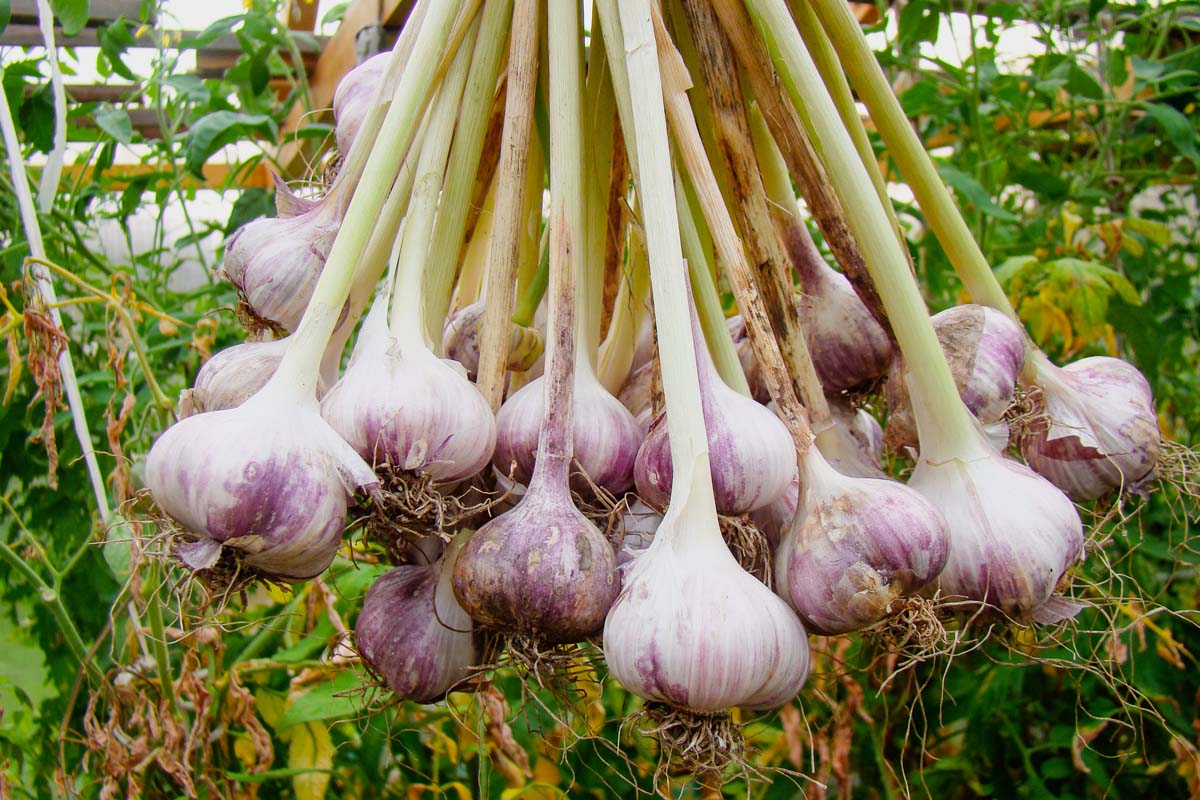 Plant Garlic for an Abundant Summer Harvest