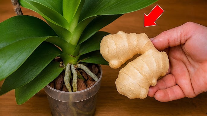 Ginger is a powerful, natural plant protectant with proven antibacterial and antifungal properties. Its bioactive compounds help orchids recover faster after stress or root damage.