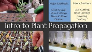 Propagating plants from cuttings