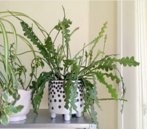 Rickrack Cactus Care Guide: How to Grow Fishbone Cactus Successfully Indoors