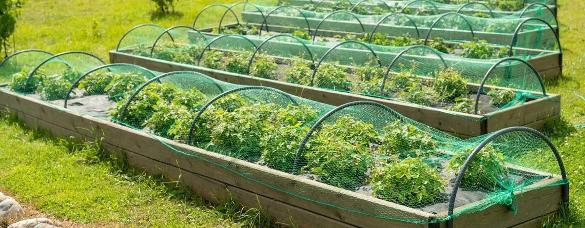 Stable heat prevents cold damage but also keeps pests active. Maintaining consistent temperature prevents stress that makes plants more vulnerable to winter pests.